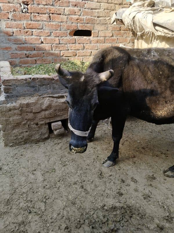cow urjent for sale 2