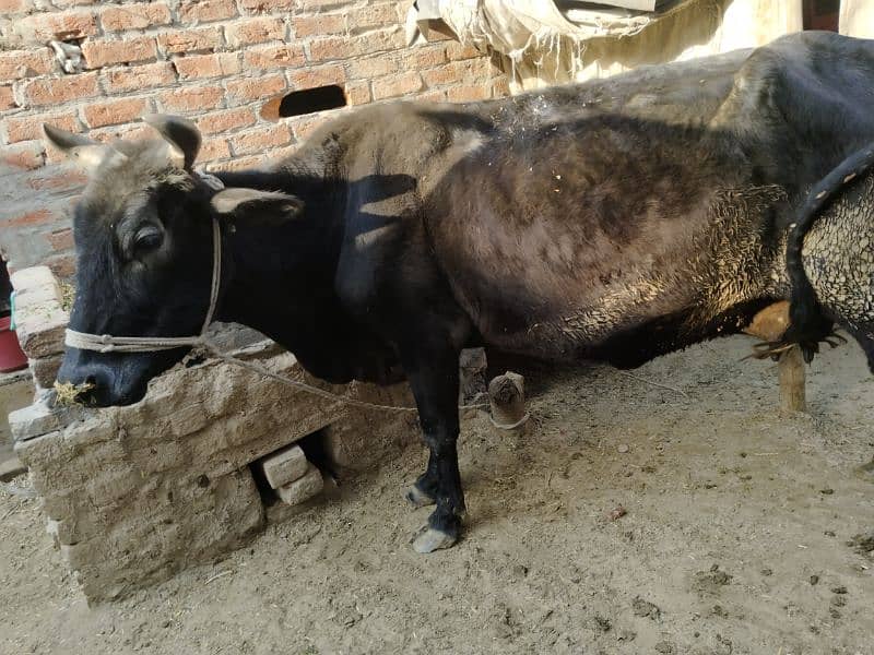 cow urjent for sale 3
