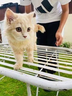 Persian cat