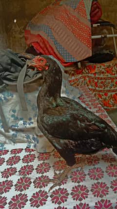 aseel lasani black mushki