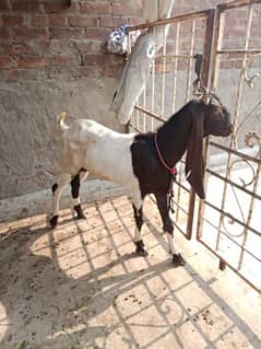 Bakra for sale 0300/7557/610