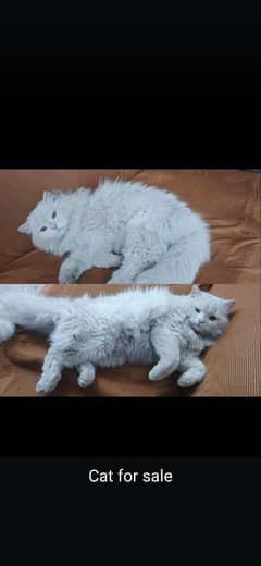 triple coted male karas k liya available h