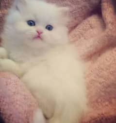 Persian Kitten Baby