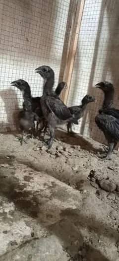 Chicks | Heera | Thai | Dragon | Shamoo | Shamo  | Hera | Qadri Birds
