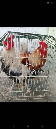 2 murghay for sale