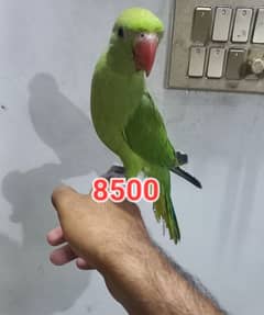 All hand-tamed Parrots | talking Parrot || Breeder hand tame parrot