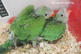 parrots