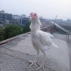 heera