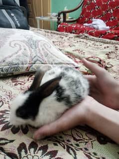 rabbits