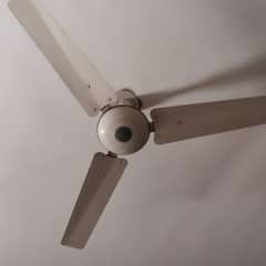 Royal Fan