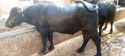 bull for sale