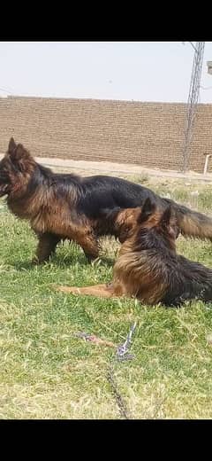 pink pidagree German Shepherd male only for stud