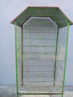 birds