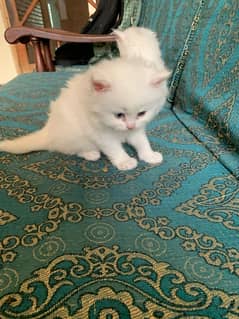 kitten 1.5 mnths