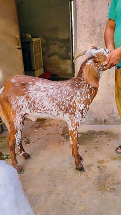 Goats