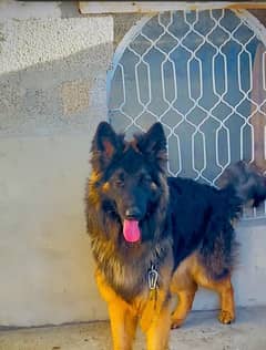 german