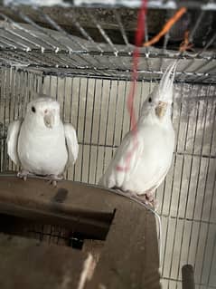 Eno chock tail pair