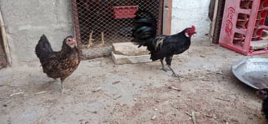 Black Japanese Pair