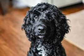 Toy poodle dog breeder female. Age 3 years