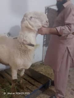 mundra