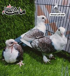 Sentinet Cherry Breder Pair With 1 Chick For Sale.