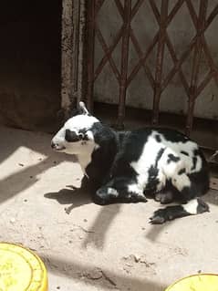 Teddy goat 0/3/1/0/1/1/6/2/7/2/1