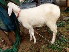 Chaki