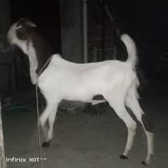 Goat /Bakra