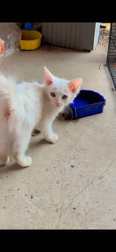 Kitten