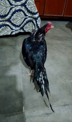 Lasani Mushka Aseel Patha Forsale.