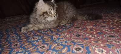 Triple coart cute and Active baby vaccination complete.