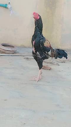 Aseel jawa murga choras nock Nali Healthy and active