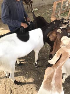 Bakra 2 Daant Sindhi Bakra For Sale 30 kg weight