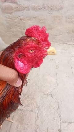 breeders murga for sale