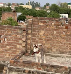 siberian