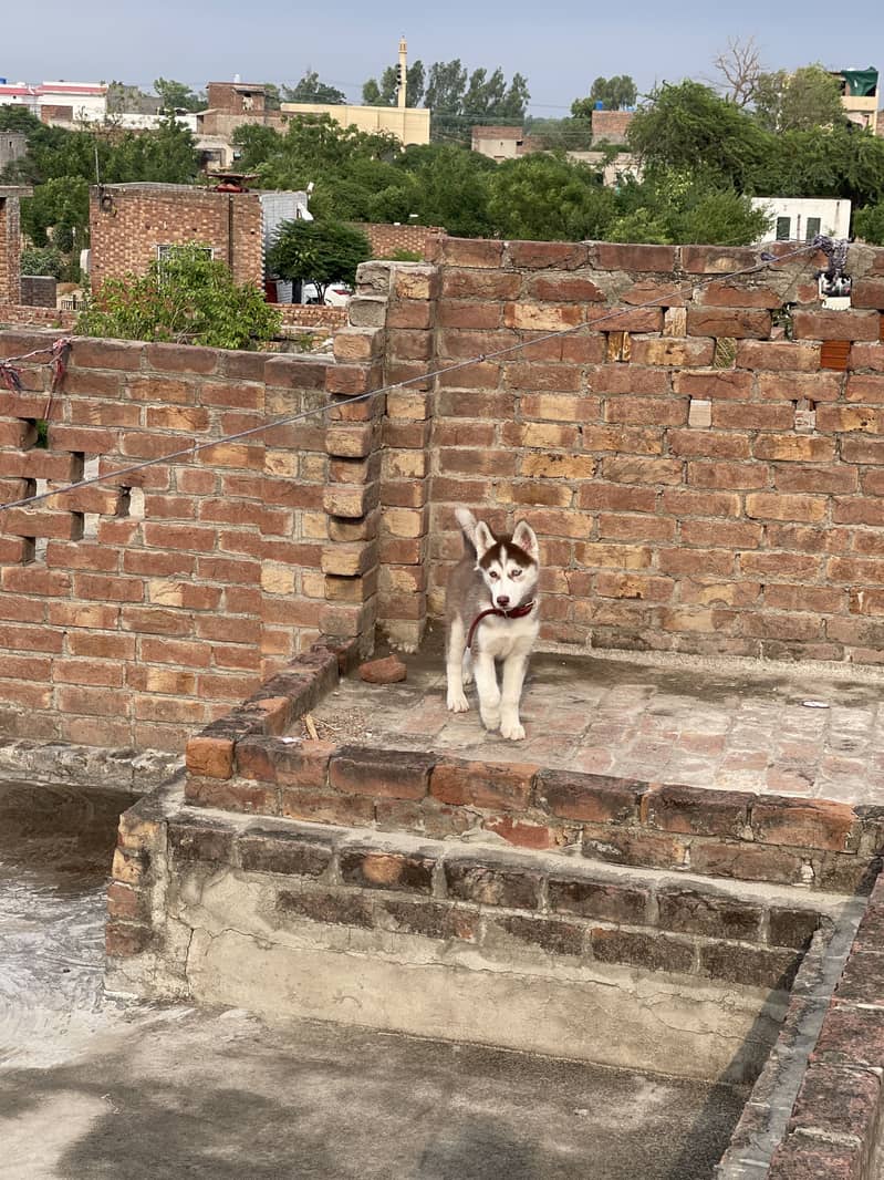 siberian husky BLUE EYES WOOLY COAT 3