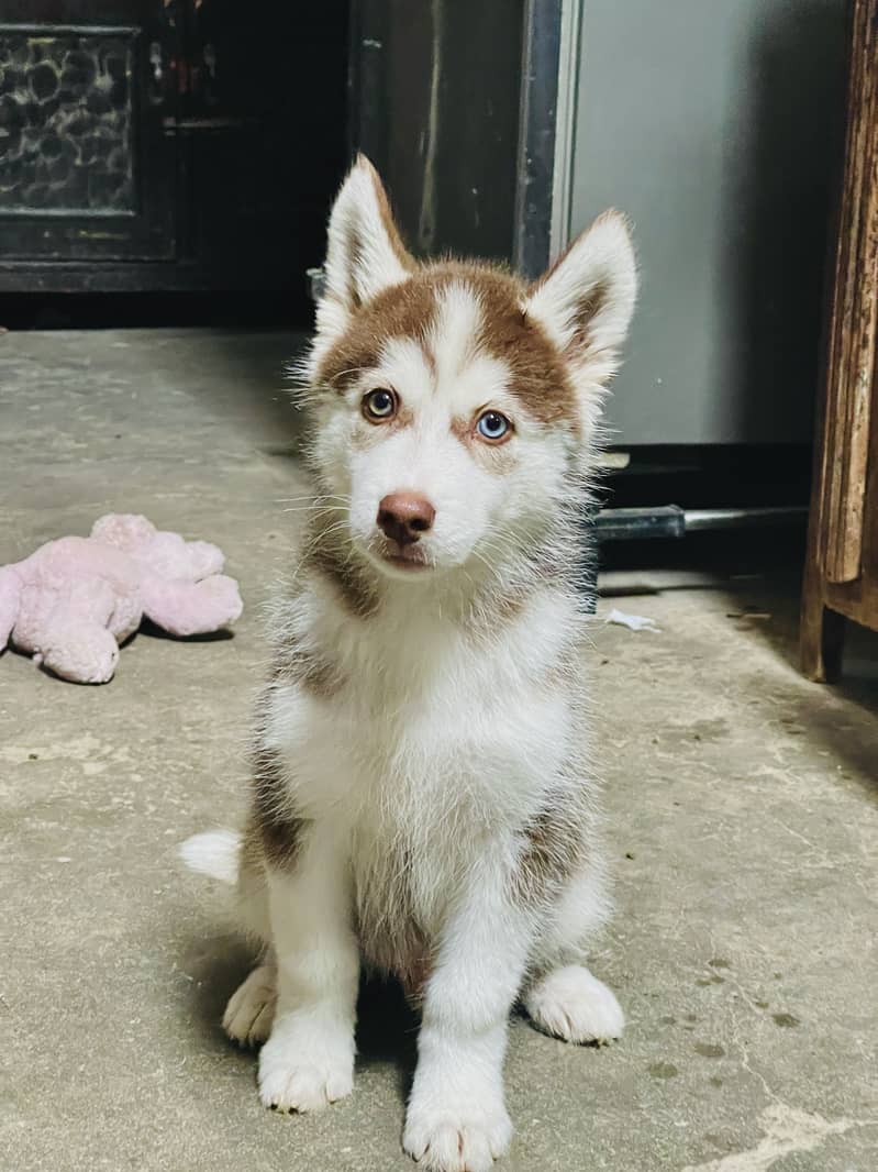 siberian husky BLUE EYES WOOLY COAT 4