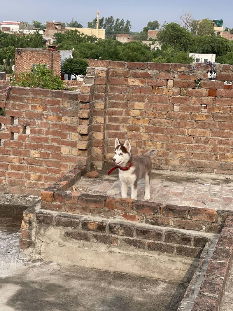 siberian husky BLUE EYES WOOLY COAT 5
