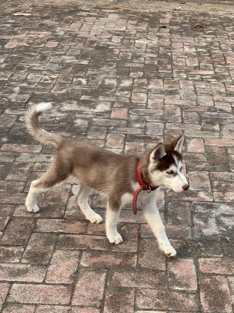 siberian husky BLUE EYES WOOLY COAT 6