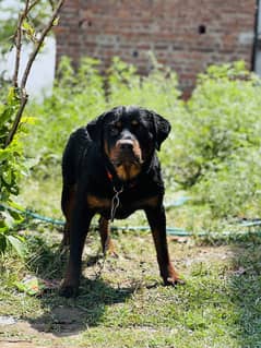 Rottweiler