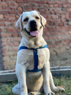 Labrador female 11 month age