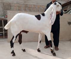 Panjab
