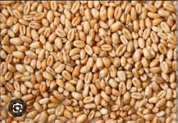 Wheat