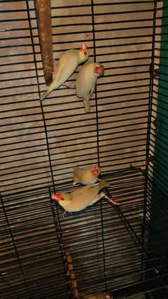 opal java red eyes breeder pair