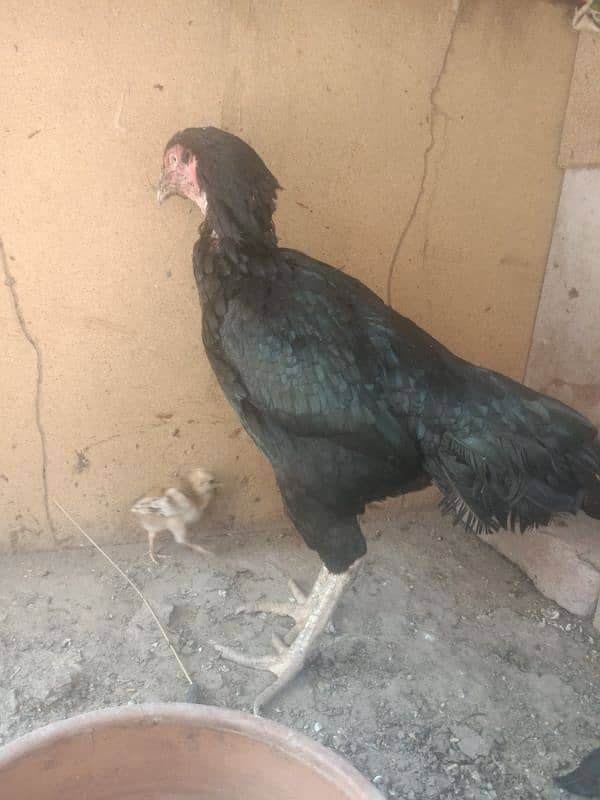 amroha 3