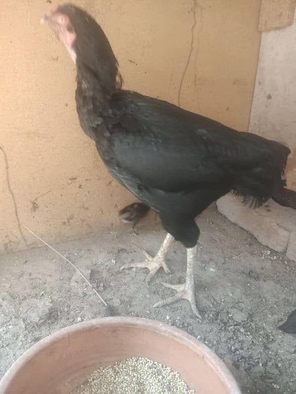 amroha 4