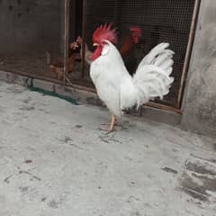 Animal