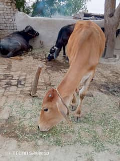 Cow