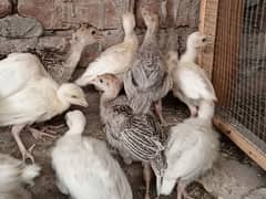 Turkey