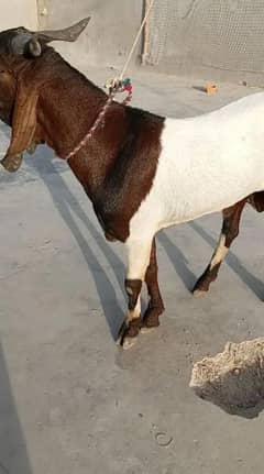 rajanpuri bakra for sale 0320/3884276